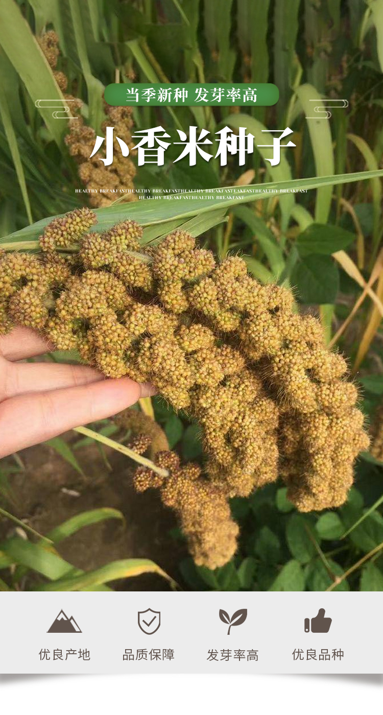 稻谷谷子书香小米种子种籽稻谷小香米粟米粘糯谷子谷种黄谷红谷抗鸟害
