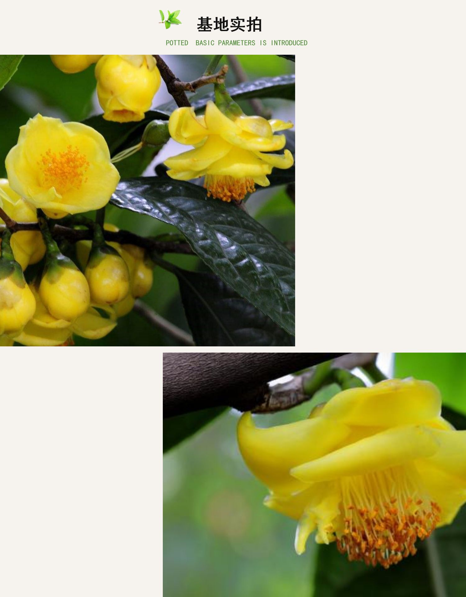 金花茶盆栽防城黄樽金茶花黄色茶花树苗盆栽常绿花卉绿h 原生单杆:高