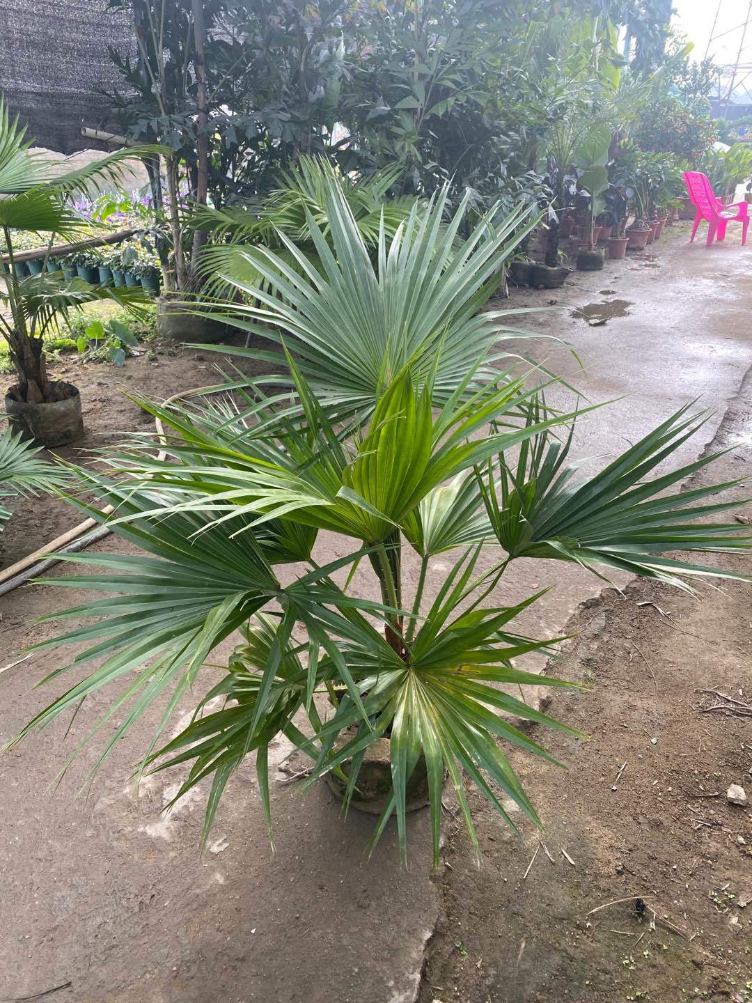 送货上门蒲葵盆栽大叶葵伞大型室内外家居走廊庭院绿植净化空气除甲醛