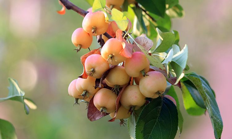 含语彤长寿果苗盆栽地载果树苗盆景八棱海棠果香馥郁鲜酸甜香脆当年
