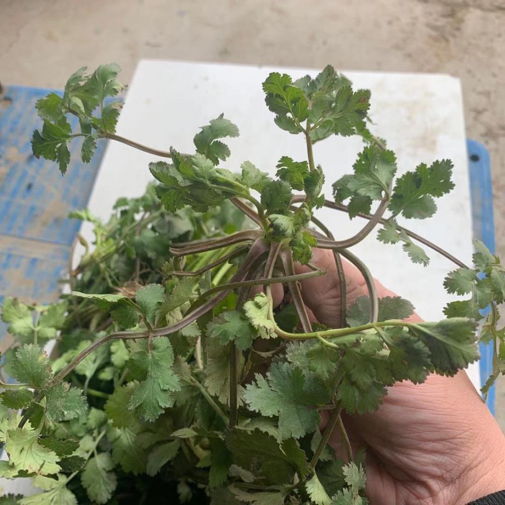 香菜新鲜1/4斤农家露天香菜农村陆地香菜蔬菜芫荽 净重3斤超值装