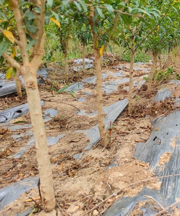 新品种【黑美人】 一年小苗【拍一发五】【图片 价格 品牌 报价】