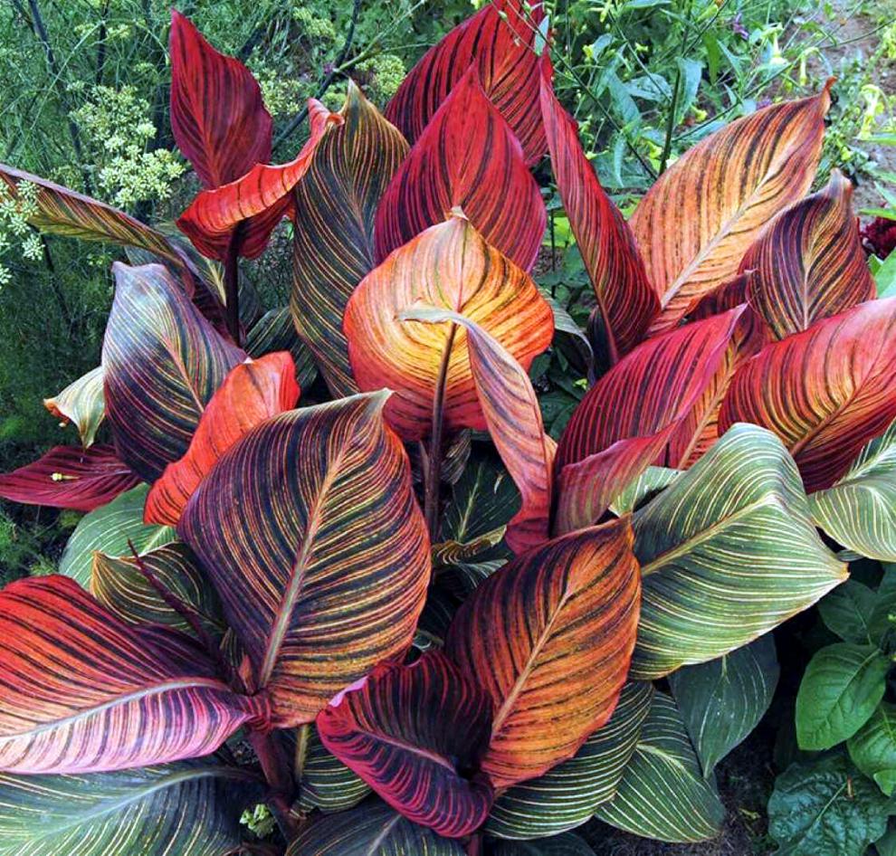 品种全称:美人蕉