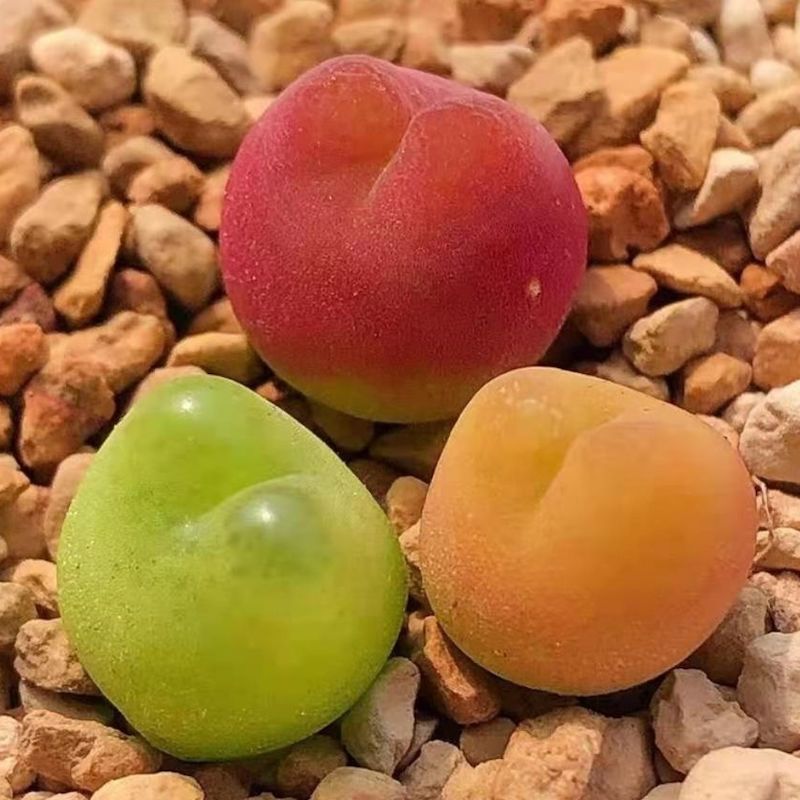 生石花肉锥毛汉尼灯泡鸽子蛋口笛多肉植物屁屁花绿植园艺 干疤fuli秒