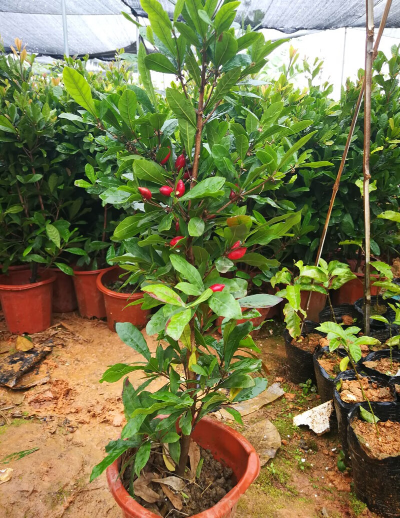 神秘果树苗鲜果可变味珍奇果树开花特香南方北方均可种植神秘果3年苗