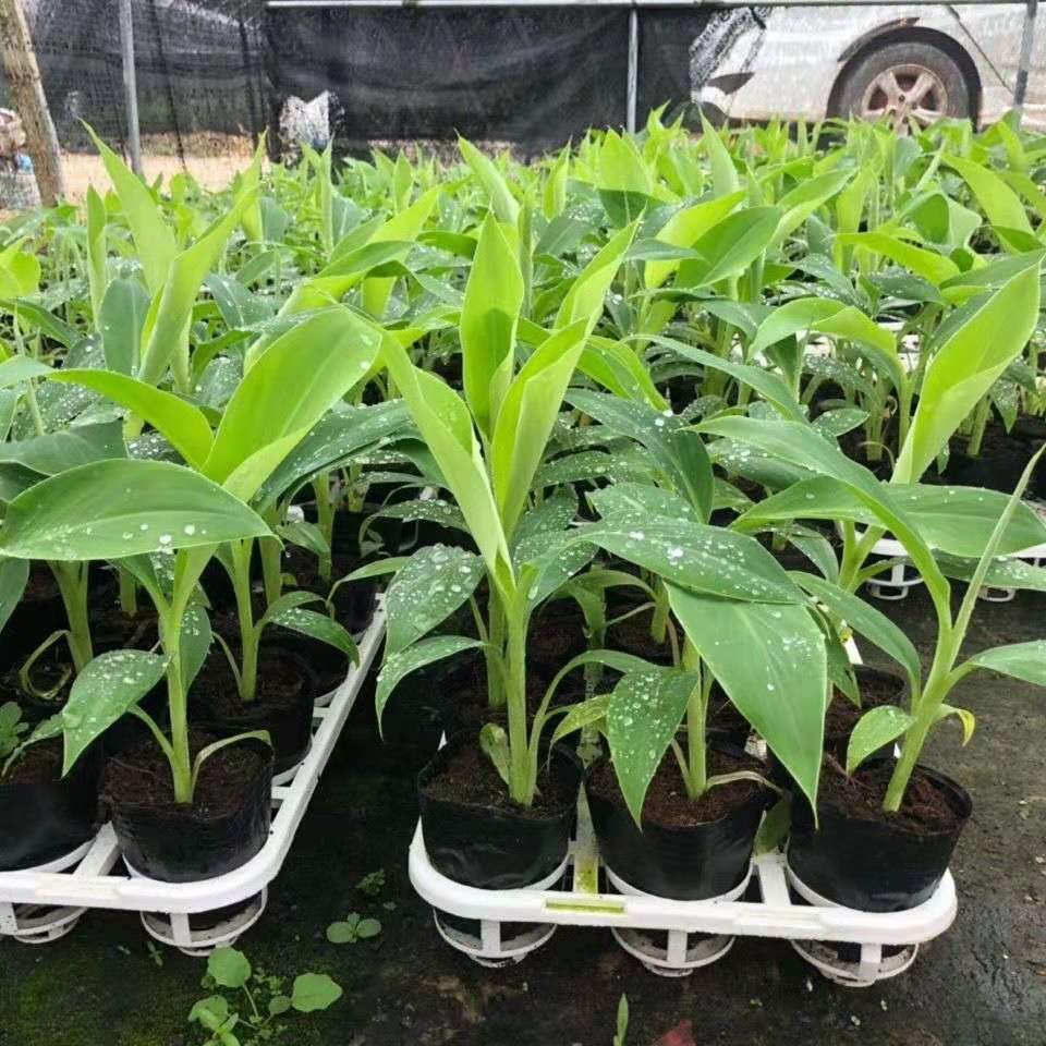 络咚棠轻奢香蕉树苗芭蕉树蕉苗粉蕉焦西贡蕉红蕉中蕉号含盆抖音sn8