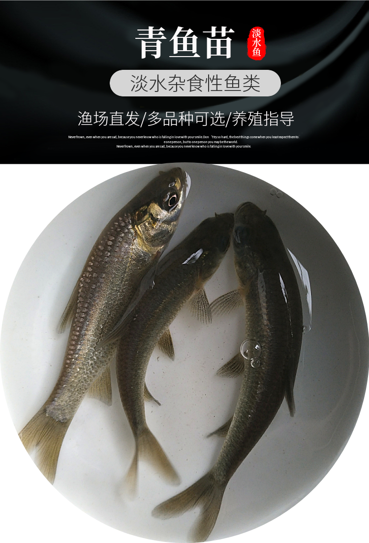 青鱼苗活体淡优质青鱼苗正宗螺蛳青鱼苗活体淡水养殖青波鱼养殖鱼苗
