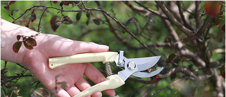 不锈钢树枝修枝剪摘水果花木剪刀园林果树花卉枝嫁接园艺剪刀工具直头