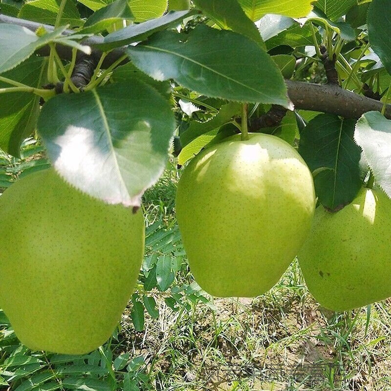 适用于现货速发现摘陕西蒲城脆甜青皮早酥梨子绿皮梨子3斤10斤应季