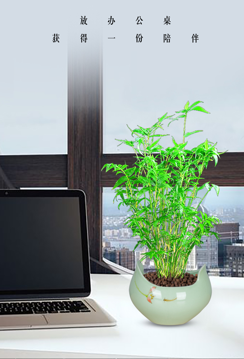 米竹植物盆栽竹子室内观赏办公室盆景节节高四季常青客厅绿植好养 琴