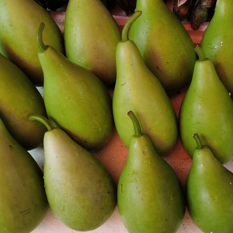 葫芦瓜新鲜圆葫芦菜葫芦福建新鲜蔬菜现摘鲜甜葫芦瓠子瓠瓜蒲瓜 1-2颗