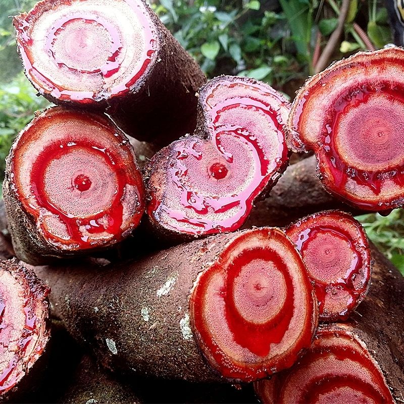 野生鸡血藤 新货鸡血藤大血藤正宗泡酒鸡血屯滕中药材鸡血藤粉片