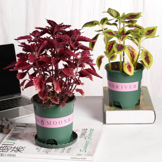 彩叶草盆栽花卉五彩苏观叶植物室内阳台庭院清心草办公室好养绿植麦桑