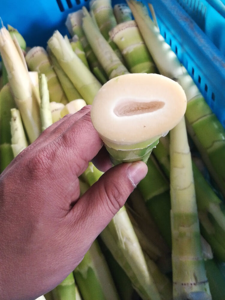 农家自制鲜嫩扁尖笋天目山咸笋干安吉竹笋笋尖干货嫩头干笋5斤装