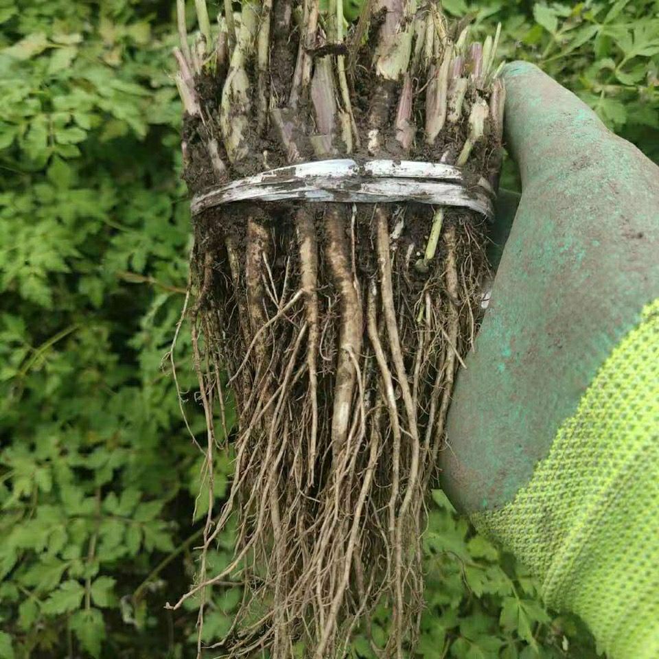 甘肃岷县野生当归苗黄芪苗党参苗可盆栽10棵沁溪 党参苗250克【图片