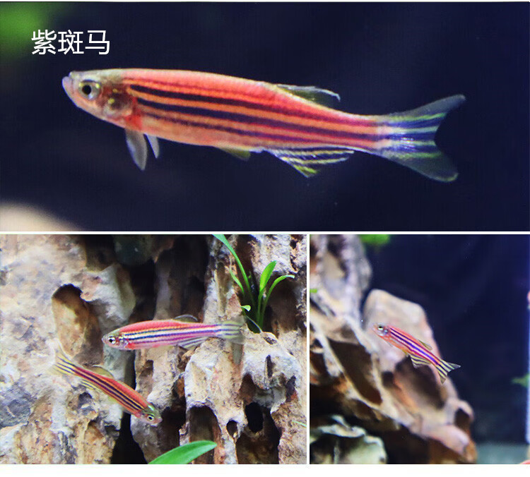 斑馬魚活體小型好養耐活魚淡水練手魚下崽狂魔魚冷水小魚活觀賞魚紫色