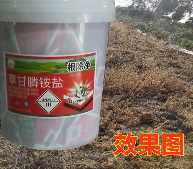 草甘膦铵盐粉剂杂草除草剂烂根农药一扫光果园林地铁路荒地灭草剂1000