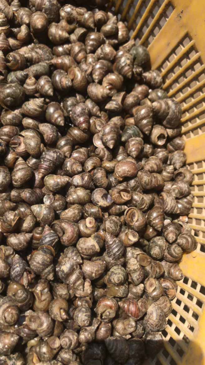 脆螺钓鱼钓青鱼主打脆螺田螺脆皮螺鱼饵鲜活薄壳螺蛳2斤起统一发