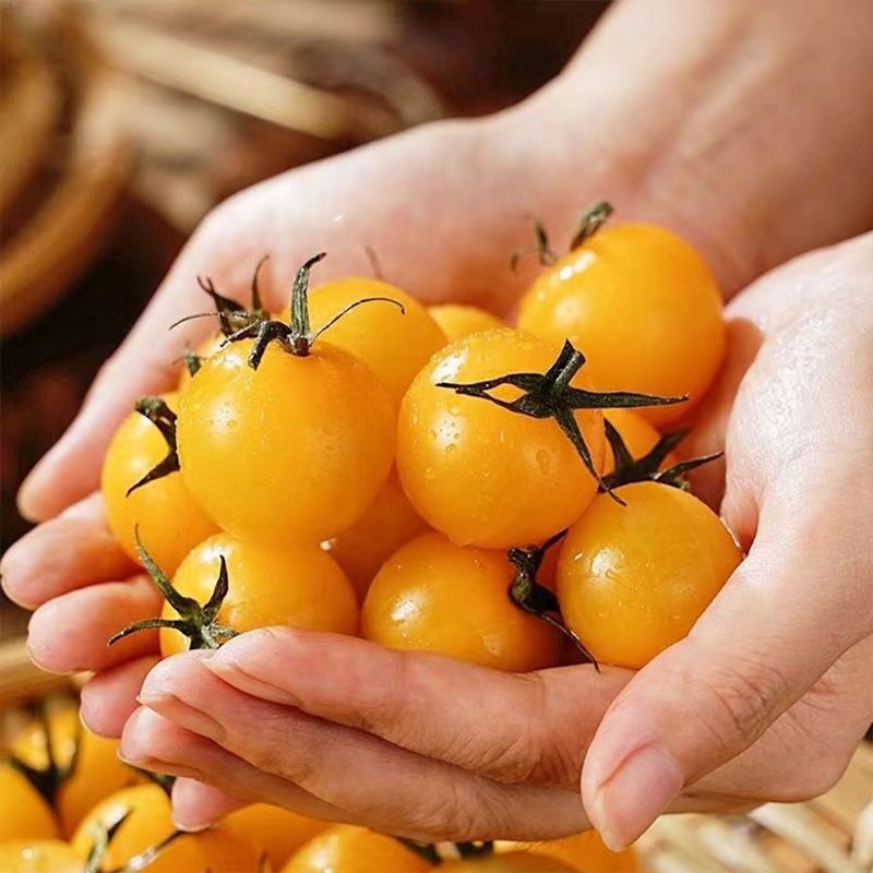 【寿光蔬菜】夏日阳光小番茄迷恋圣女果黄色樱桃小番茄小柿子顺丰
