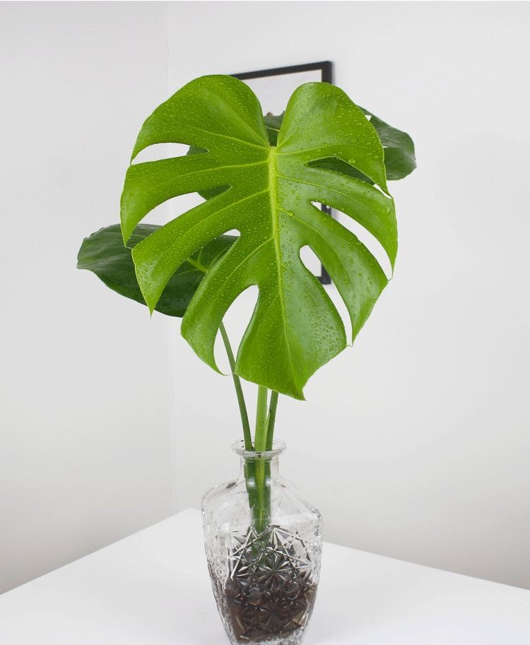 络咚棠 *轻奢龟背竹水培水养老桩室内大型绿植盆栽大叶开背净化空气观