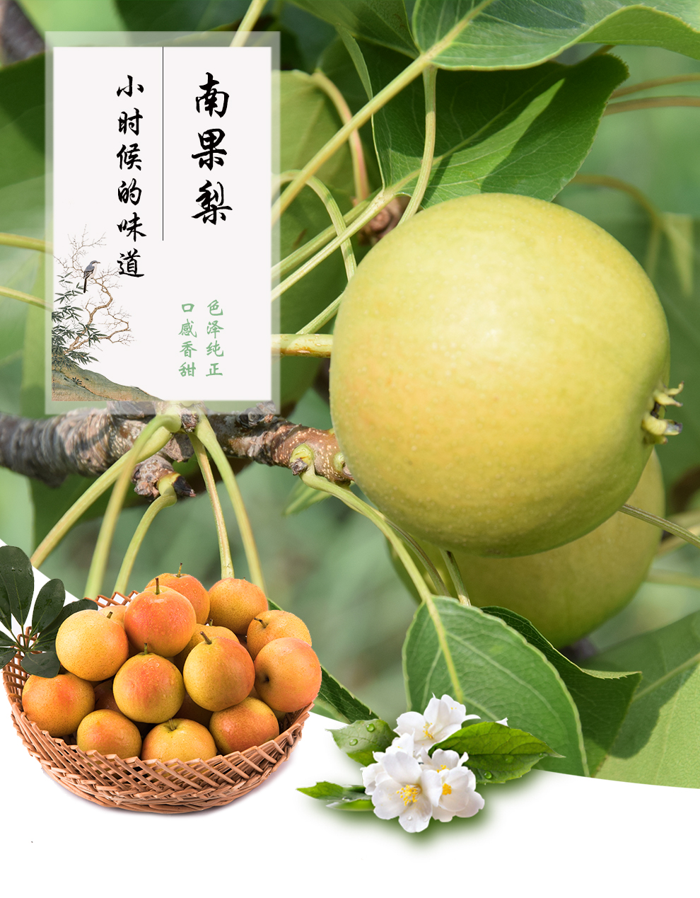 辽宁鞍山特产南果梨脆甜梨子南国梨孕妇水果鲜果5斤装24枚特大果