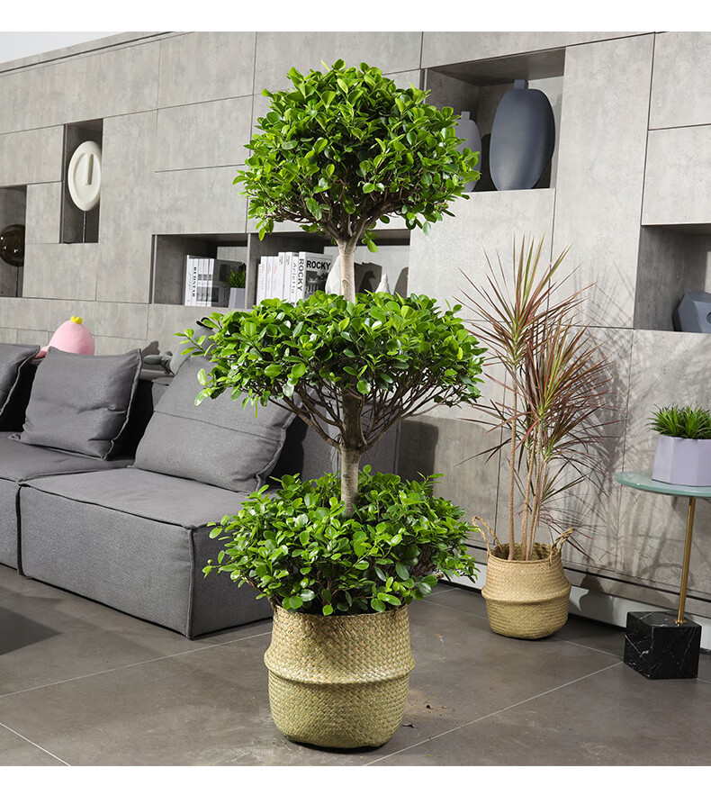 三层金钱榕树盆栽客厅中大型观叶摇钱树盆景金钱榕开业送礼大植物三层
