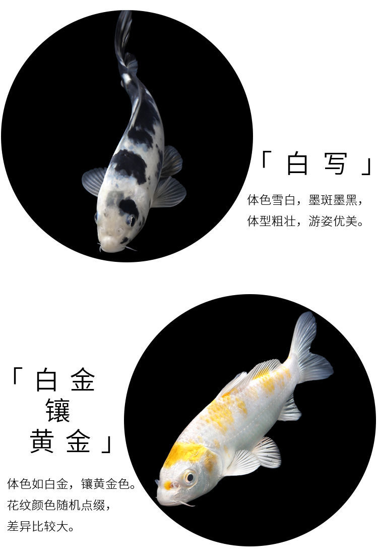 淡水冷水观赏鱼小型金鱼好养红金鱼锦鲤纯种大小锦鲤鱼苗810cm虎皮2条