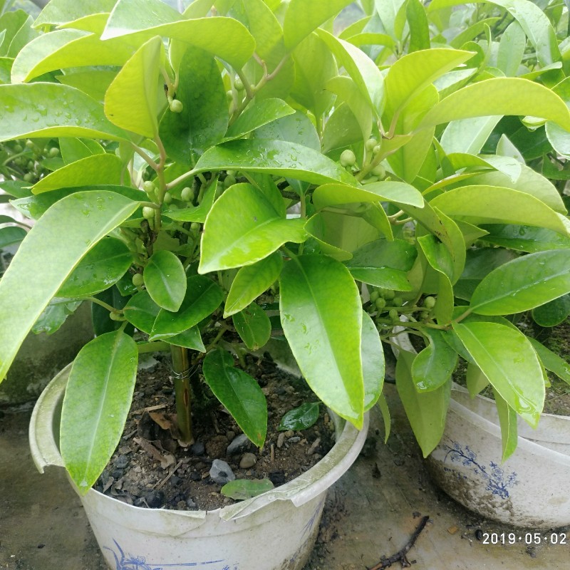 黑老虎老树熟桩 布福娜老树桩苗盆栽绿植带土杯发货 6棵一年苗高30-40