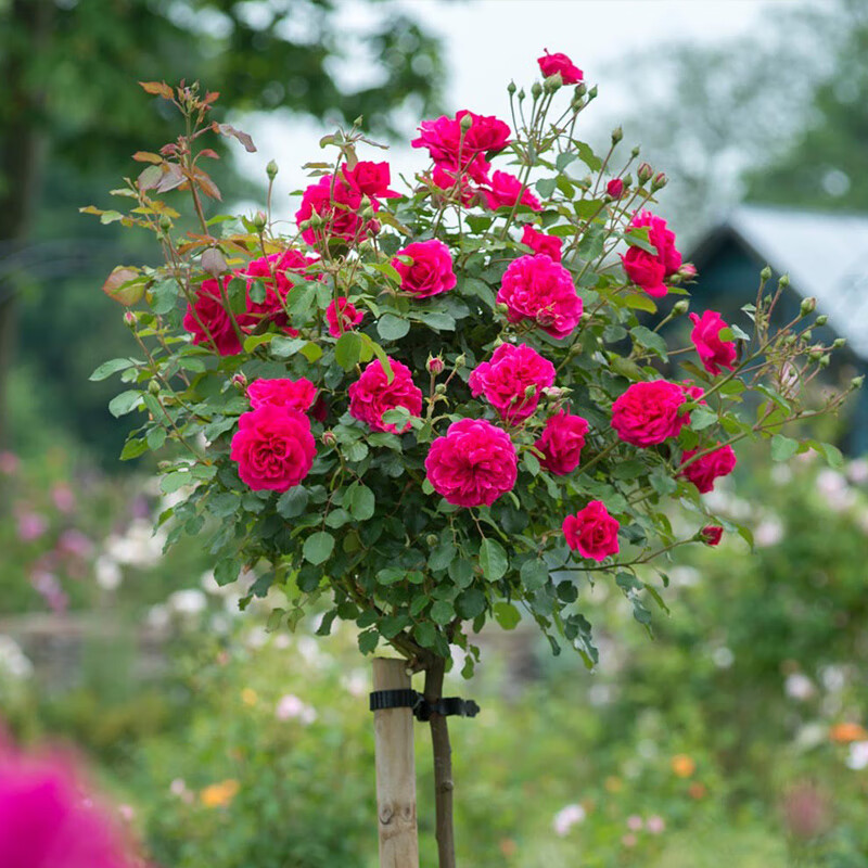 天然庭院阳台盆栽树月季玫瑰花卉大花树桩树形月季棒棒糖浓香珊瑚果冻