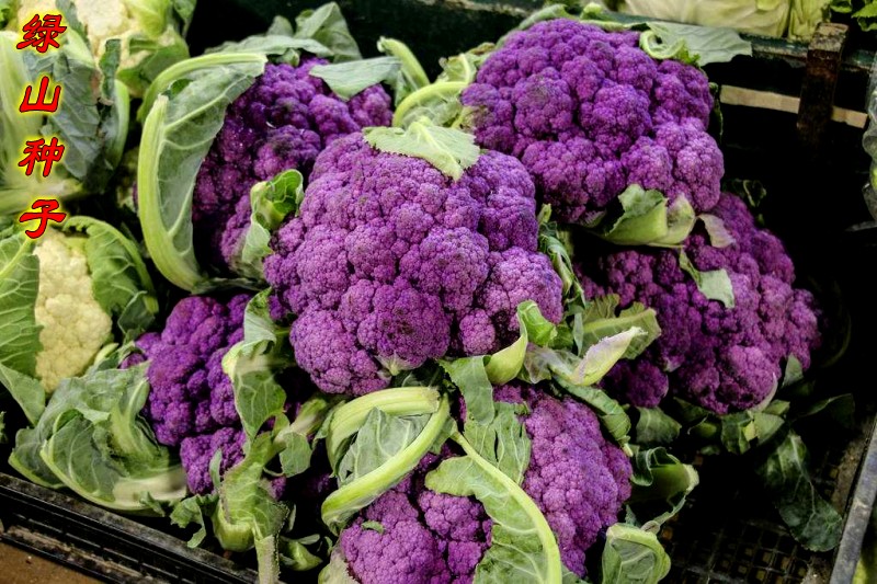 紫花菜种子国外进口品种紫色花椰菜种籽春秋季紫剑娇蔬菜种孑智利进口