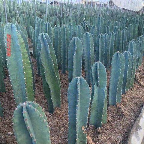 量天尺仙人柱无刺沙漠植物仙人掌类仙人柱开花室内ins北欧风绿植