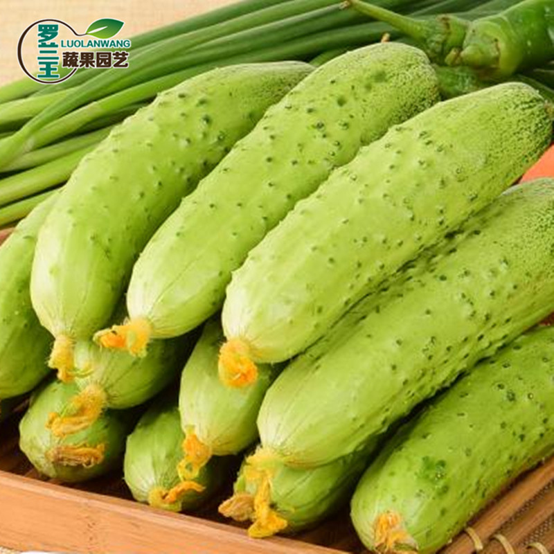 【白金黄瓜种子】青瓜脆瓜春秋高产室内盆栽白玉四季播白黄瓜种籽
