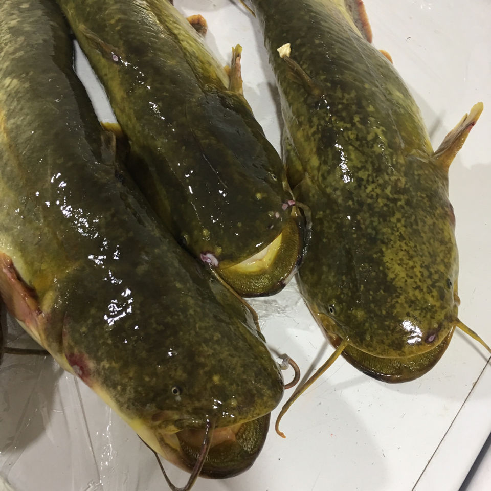 正宗东北松花江鲜活大鲶鱼 活体真空速冻发一份4斤 7斤普快【图片