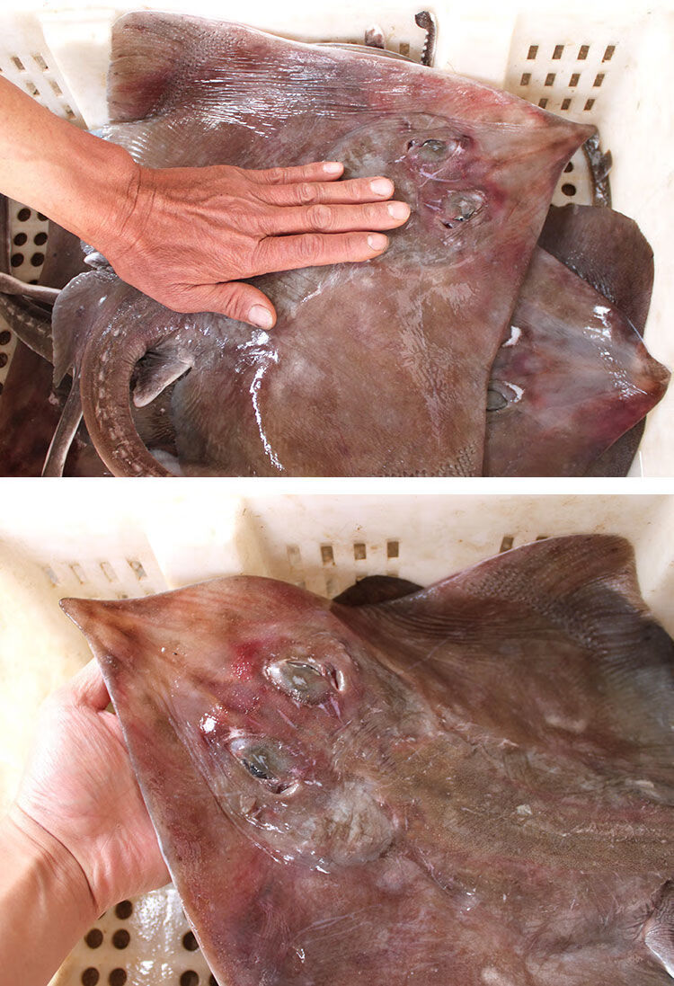 大软骨老板鱼新鲜海鲜海鱼魔鬼鱼鲽鱼老子鱼瑶鱼劳板鱼比目鱼 9斤一条