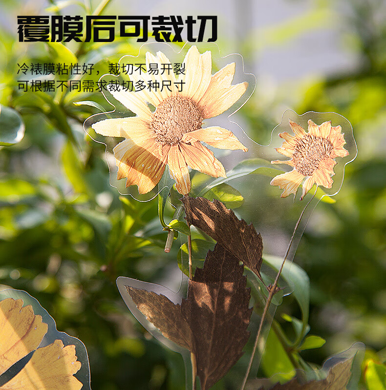京选好品2022新款植物标本塑封膜树叶标本冷裱膜自粘高光哑光相片塑封