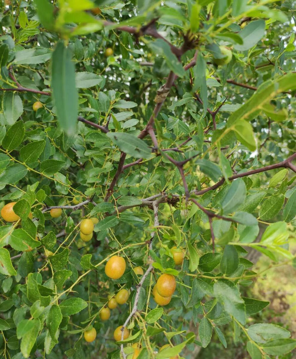 2021春季野生酸枣叶茶嫩叶新货酸枣叶助眠茶养生茶100