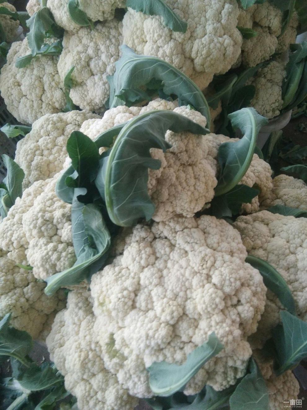 晨臻菜花新鲜现摘现发散花菜花椰菜花时令蔬菜白花菜精选花菜3斤装