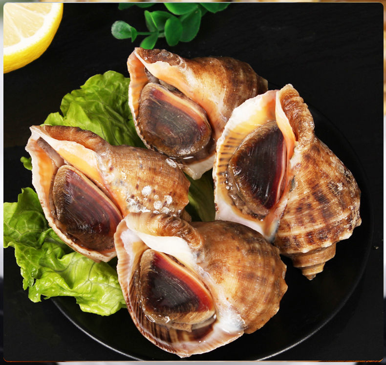 浪笙鲜鲜活海螺超大海螺海鲜贝类水产螺类当天捕捞68只左右斤2斤划算