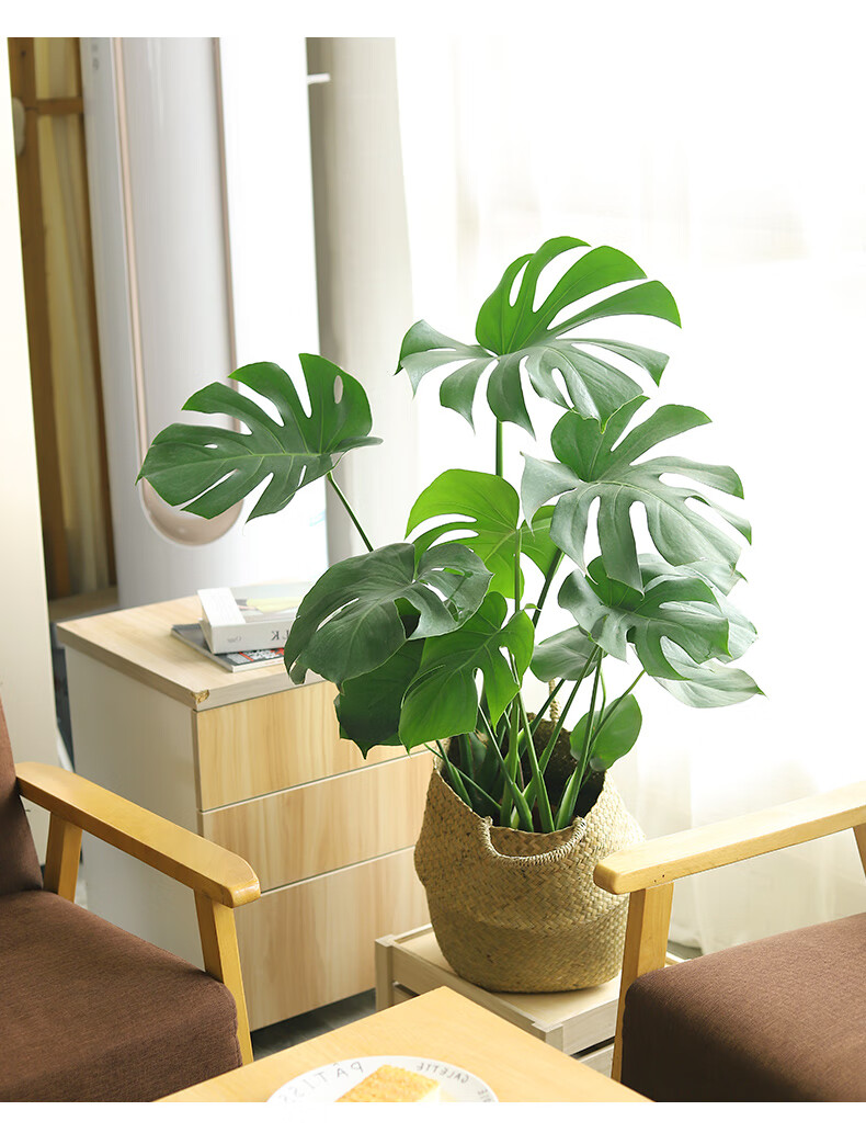 大龟背竹大盆栽植物老桩根室内客厅北欧绿植大型植物净化空气好养