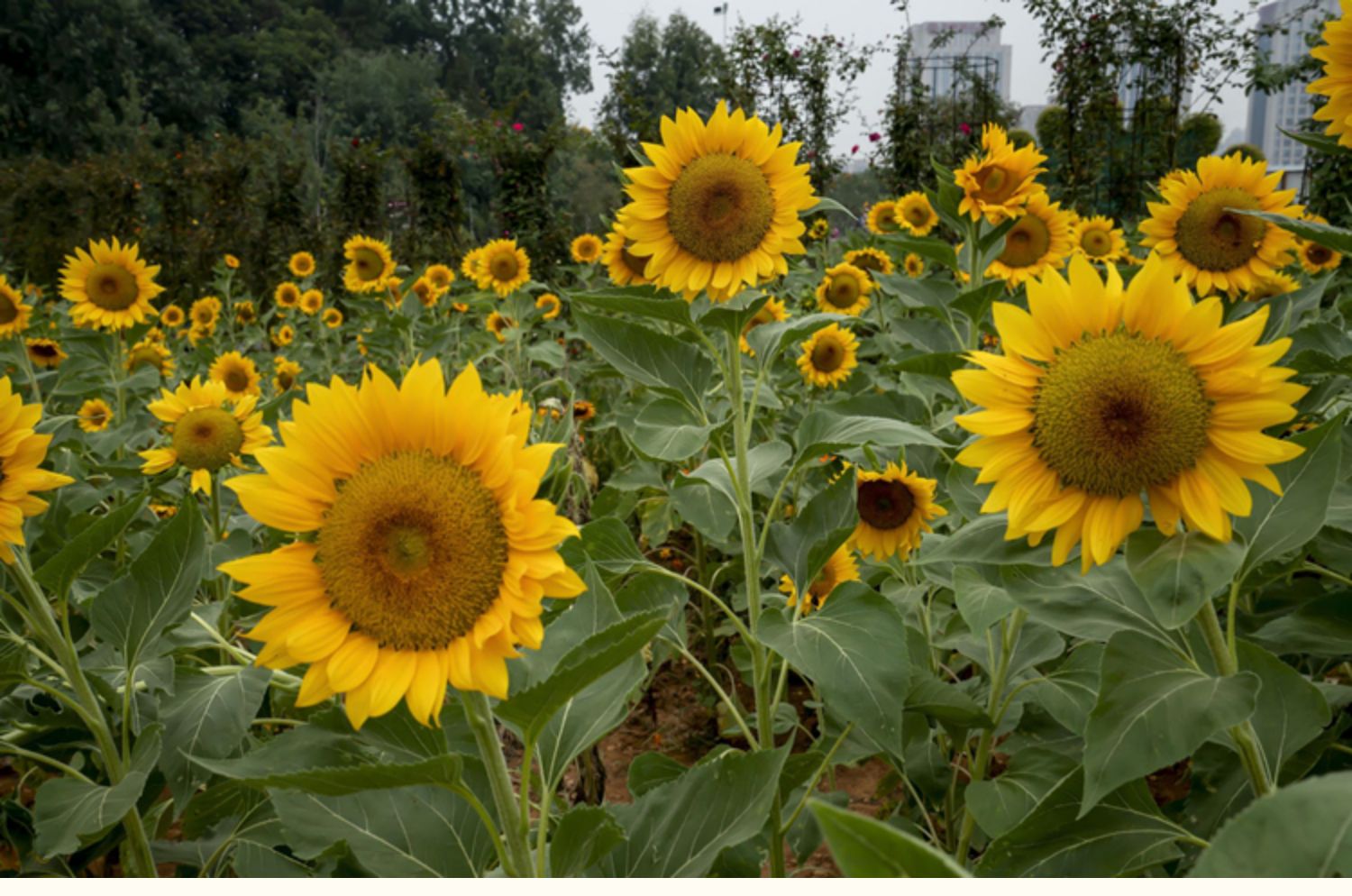 向日葵种籽子四季播食用葵花籽高杆矮杆向日葵观赏景观花种孑 大盘