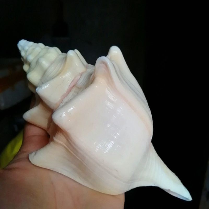 蓝海精灵 天然大海螺贝壳 精品火炬螺 鱼缸造景客厅酒柜橱窗装饰品