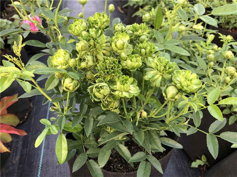 雨花蝶 绿萼中国古老月季花苗珍稀品种绿叶花帝君袍小花很特别花卉