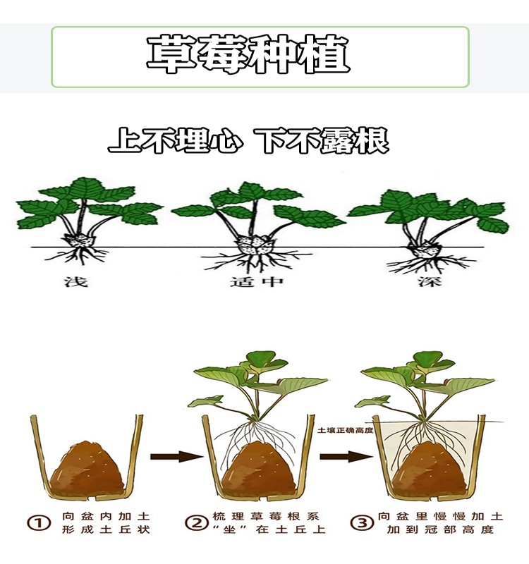 草莓植株结构图图片