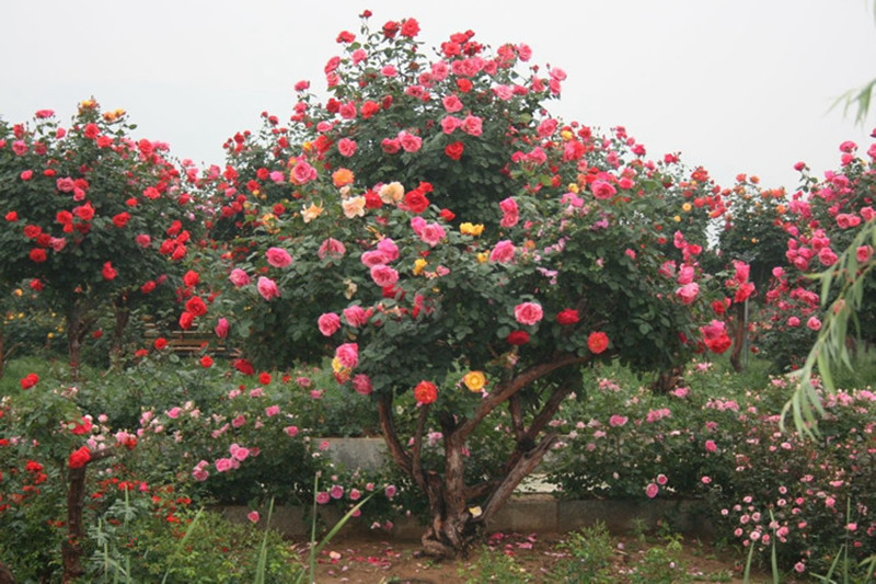 四季嫁接棒棒糖树状月季树苗形大花树桩植物庭院栽植浓香花卉盆栽