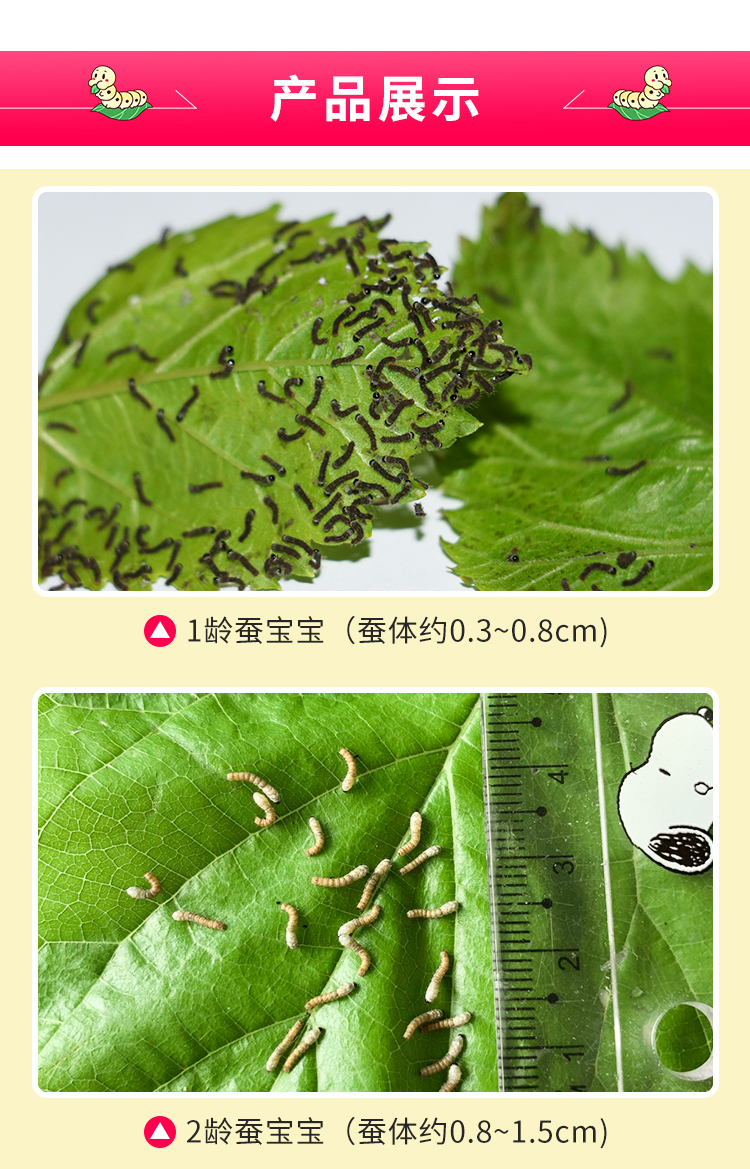 蚕宝宝活体套装卵七彩天然彩色蚕卵学生养蚕新鲜桑叶春蚕子顺丰 蚕卵
