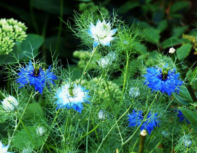 黑种草种子混色香草波斯宝石黑子草阳台盆栽植物景观花海四季花籽
