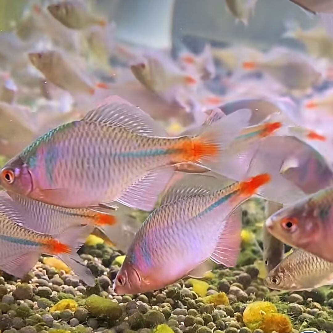 【鳑鲏鱼】高体旁皮除丝藻冷水观赏鱼原生溪流群游鱼七彩鳑鲏 鳑鲏鱼