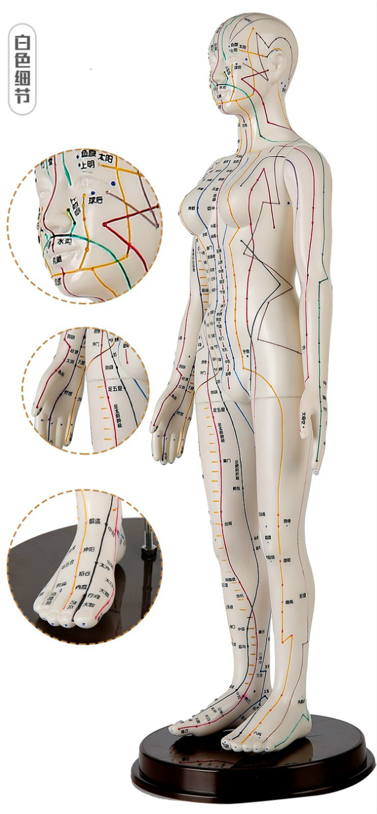 人体针灸模型经络穴位模型中医全身十二铜人模特图小人扎针练习小皮人