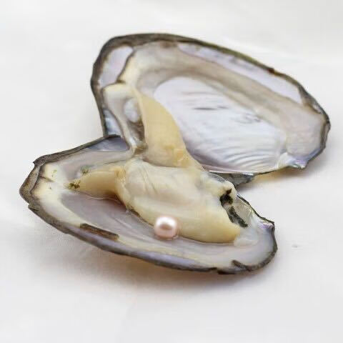 迷你天然淡水空包装珍珠蚌 养殖 珍珠贝内含1颗8毫米珍珠 裸珠 2个装