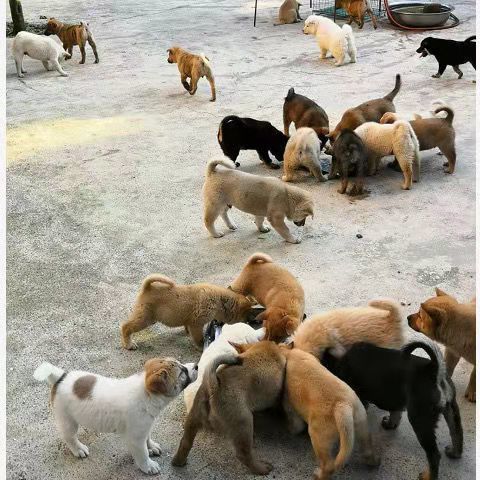 土狗活物活體本地土狗農村狗看家護院土狗苗幼崽幼犬大型土狗苗仔白色